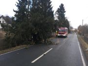Baum auf Straße